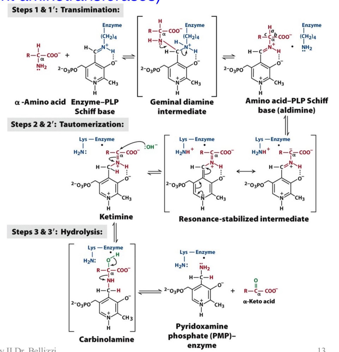 <p>An alpha-keto acid (e.g., α-KG) enters active site, receives the amino group from PMP, becomes a new amino acid, and regenerates PLP.</p>