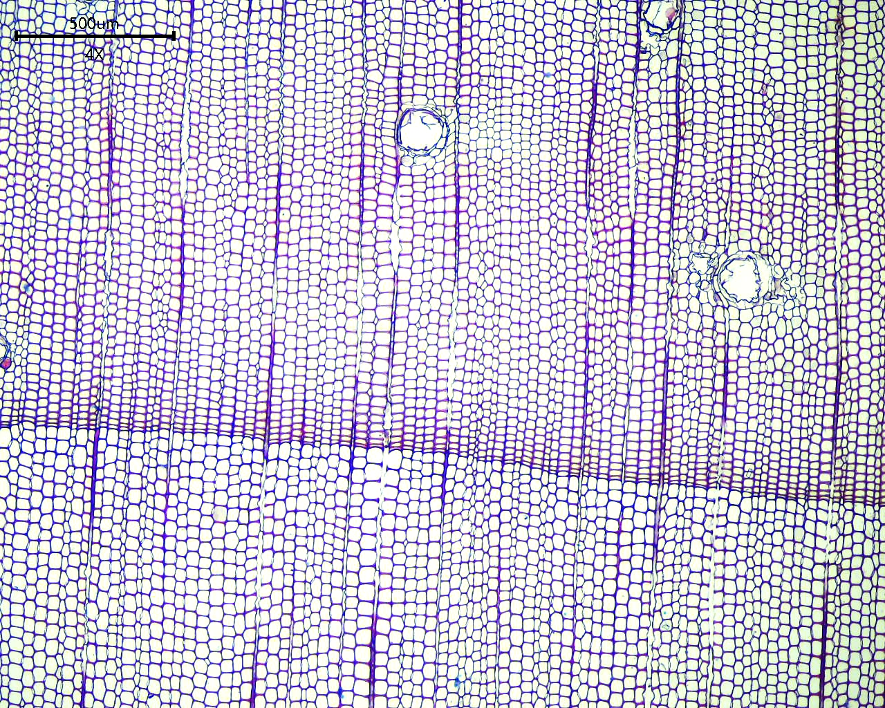 <p>What is seen here?</p>