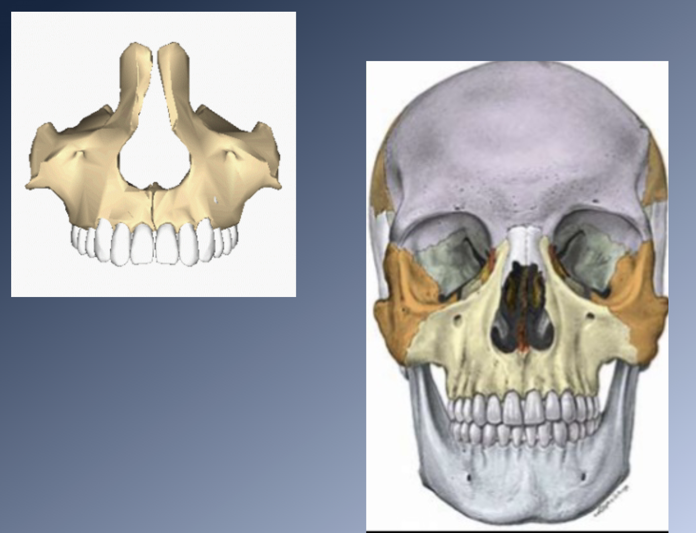 <p>Sites of growth: Maxilla 2</p>