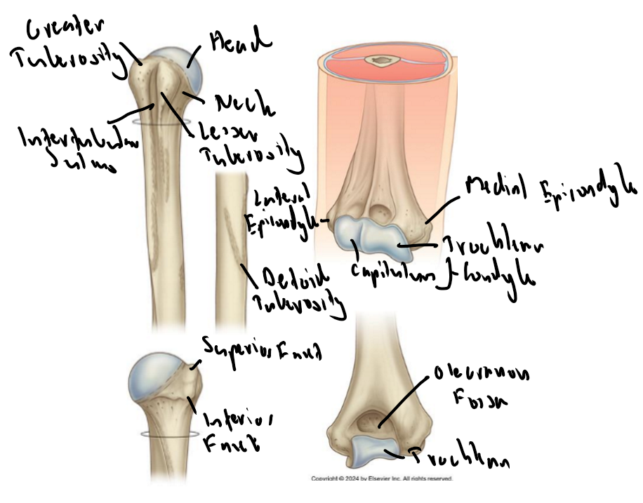 <ul><li><p>It is the common flexor origin and is larger than lateral epicondyle as it has greater functional importance in movements such as grasping and wrist flexion</p></li><li><p>Flexor carpi radialis, ulnaris, digitorum superficialis.</p></li></ul><p></p>