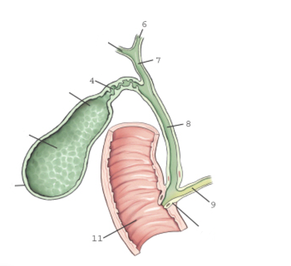 <p>label this image</p>