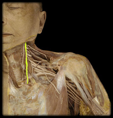 <p>carries parasympathetic information</p>