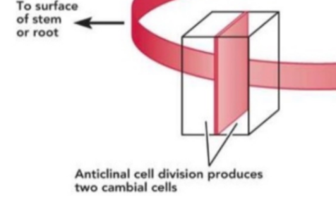 <p><span style="background-color: transparent;">plane of division is perpendicular (90 degrees) to the surface of the plant tissue</span></p>