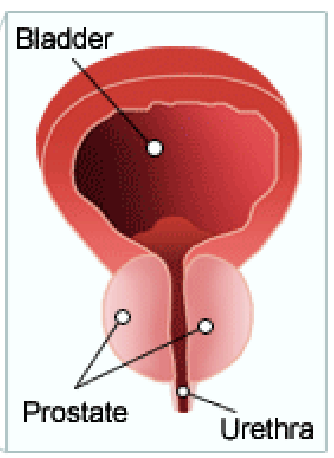 <p>The <strong>prostate</strong> <strong>gland</strong> produces a <strong>milky</strong>, <strong>acidic</strong> <strong>substance</strong> that contains <strong>citric</strong> <strong>acid</strong>, <strong>enzymes</strong> and <strong>prostaglandins</strong> that help <strong>sperm</strong> with <strong>mobility</strong> and <strong>viability</strong></p>