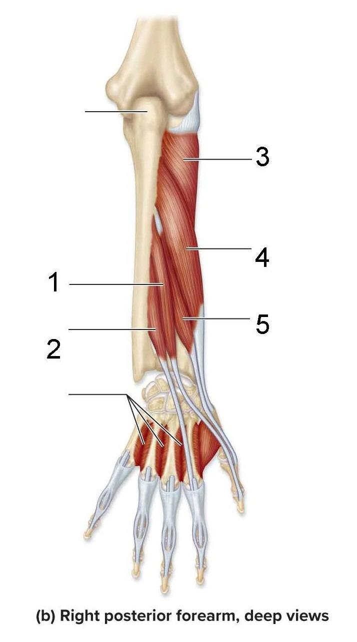 <p>What is identified in the photo 1-5</p>