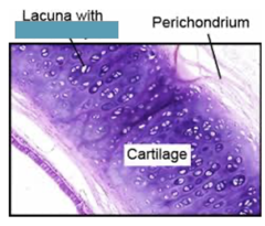 <p>Identify the type of cartilage cell</p>