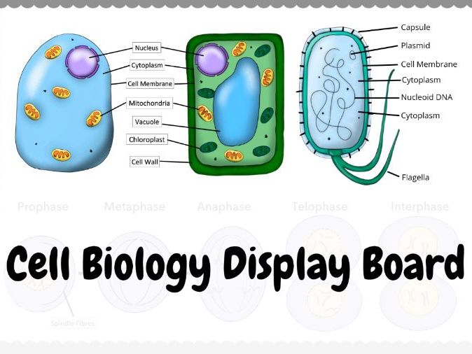 <p></p><ul><li><p>Animal: Nucleus, Cytoplasm, Membrane, Mitochondria, Ribosomes.<br>Plant: (Animal parts) + Cell Wall, Vacuole, Chloroplasts.<br>Bacteria: Cell Wall, Membrane, DNA Loop, Plasmids, Ribosomes, Cytoplasm</p></li></ul><p></p>