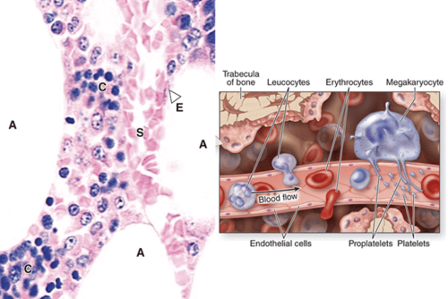 <p>What surrounds the hemopoietic cords in red bone marrow?</p>