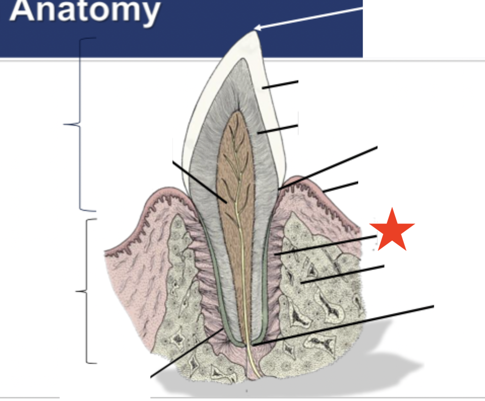 <p>What part of the tooth is indicated by the star?</p>