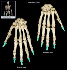 <p>A singular bone of the finger or toe is known as what?</p>