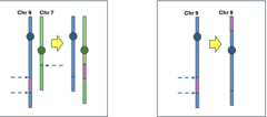<p>- Segment of one chromosome is removed and inserted into another</p><p>Balanced bc no DNA is lost</p>