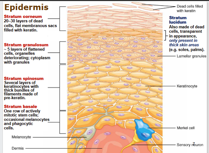 <p>layers of epidermis - stratified squamous epithelium</p><p>stratum corneum - 20-30 dead cells filled with keratin</p><p>stratum luteum - dead cells, in thick skin areas</p><p>stratum granulosum flattened, dying cells</p><p>stratum spinosum - keratinocytes, make keratin</p><p>stratum basale - 1 row actively mitotic stem cells, melanocytes, phagocytic cells, </p>