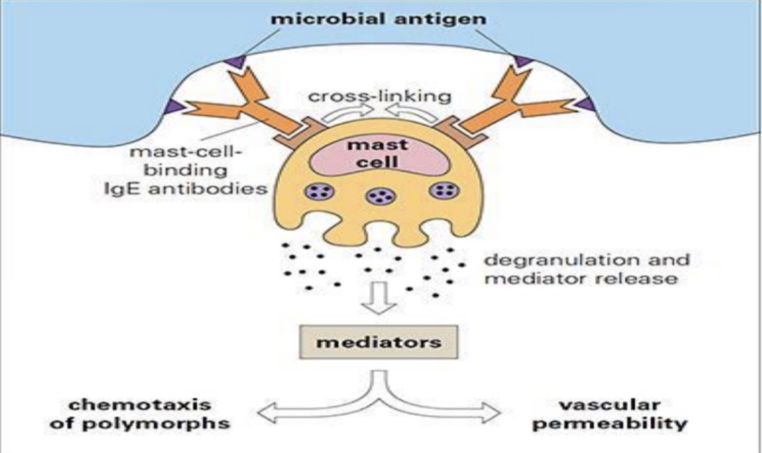 <p>Although acute inflammation is innate immunity, presence of antibodies makes this response stronger </p>