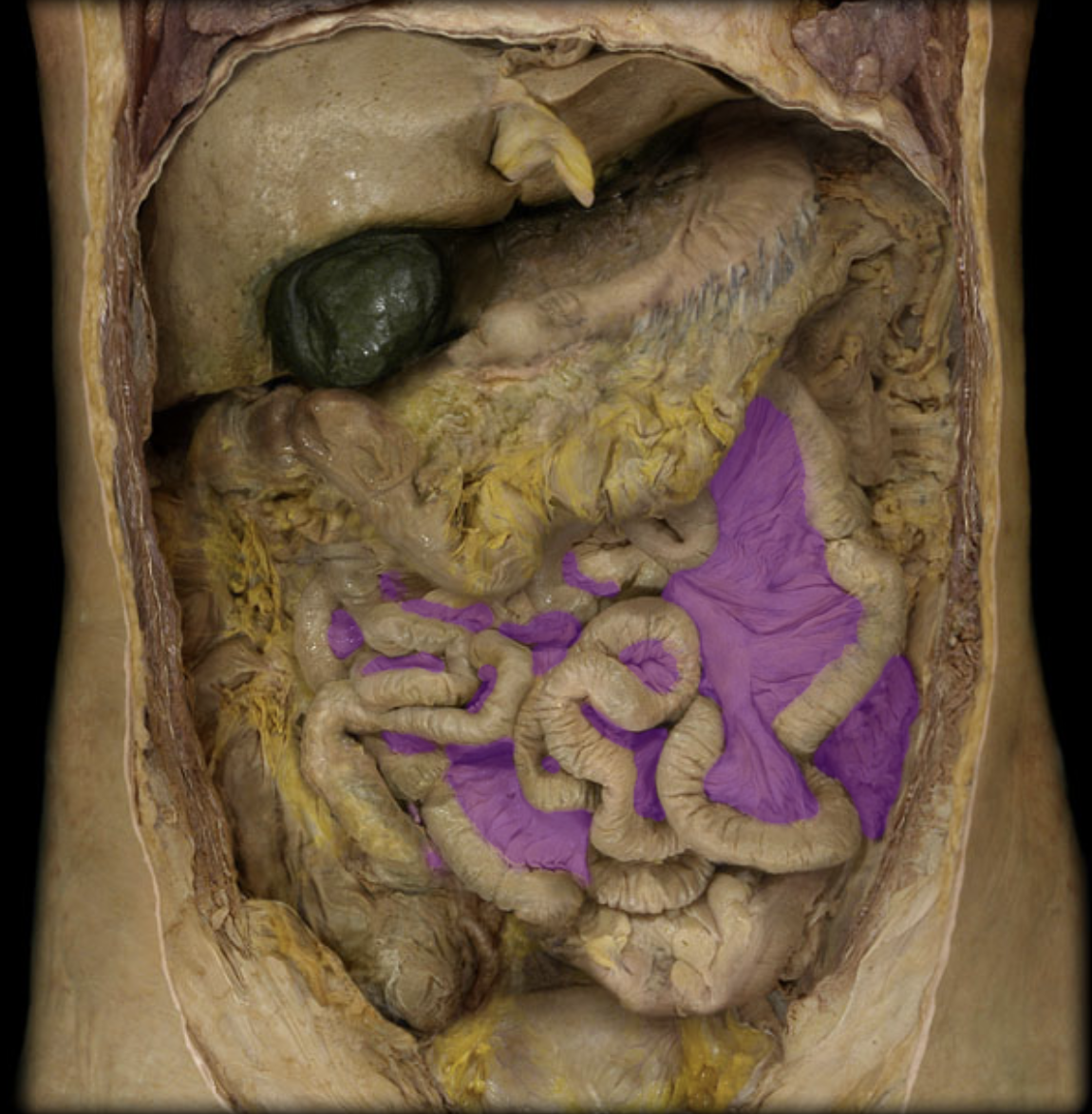 knowt flashcard image