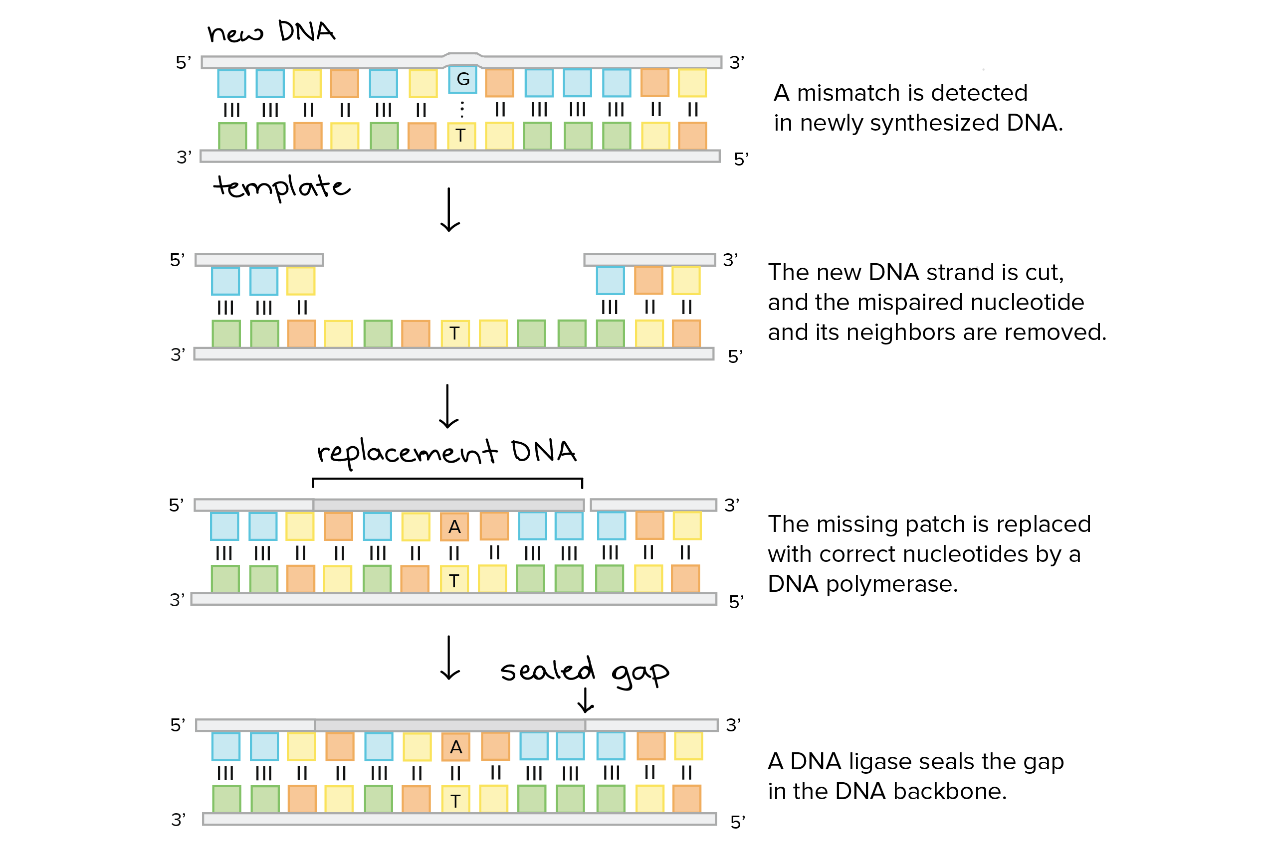 <p>DNA polymerase detects and removes mismatched base pairs to correct errors.</p>