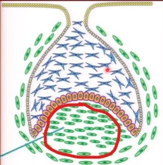 <p>dental papilla</p>