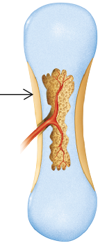 <p>Which structure is seen at the arrow? &nbsp; &nbsp;</p>
