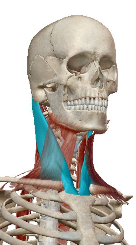 <p>sternocleidomastoid Origin</p>