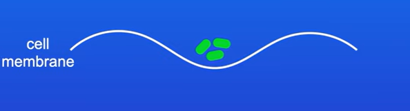 <p>Particles or molecules are transported into the cell, this can include large molecules such as proteins.</p><p>In first stage, cell membrane folds inwards to form a cavity around the particles (invagination)</p><p>The membrane then encircles the particles to form a vesicle</p><p>Then the vesicle moves into the cell. and goes to where its required </p>