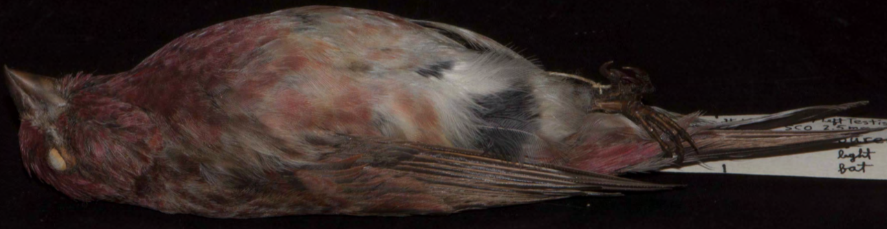 <p>Purple Finch</p>
