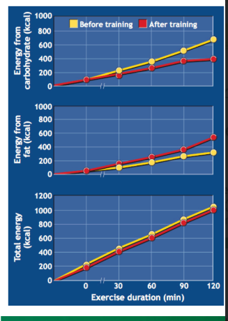 <p>@SUBMAX:</p><p>Reduced carbohydrate as fuel and increased fatty acid combustion in submaximal exercise, results from three combined effects:</p><p>1. Decreased muscle glycogen use</p><p>2. Reduced glucose production</p><p>3. Reduced use of plasma-borne glucose</p><p>@MAX:</p><p>Enhanced capacity to oxidize available carbohydrate during heavy to maximal exercise still important for competition!</p>