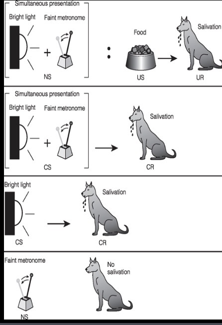 <p>the phenomenon where the presence of an already conditioned CS interferes/blocks the conditioning of a new CS</p>