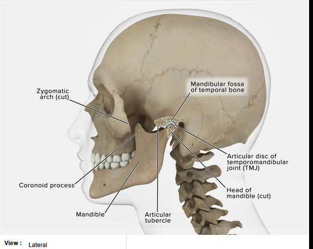 <p>Mandibular fossa</p>