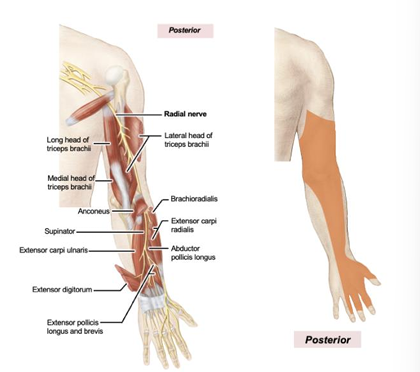 <p>sensory: posterior arm, forearm, hand, motor: muscles of the posterior arm, posterior forearm. FOR DONOR: thicker, underneath the M</p>