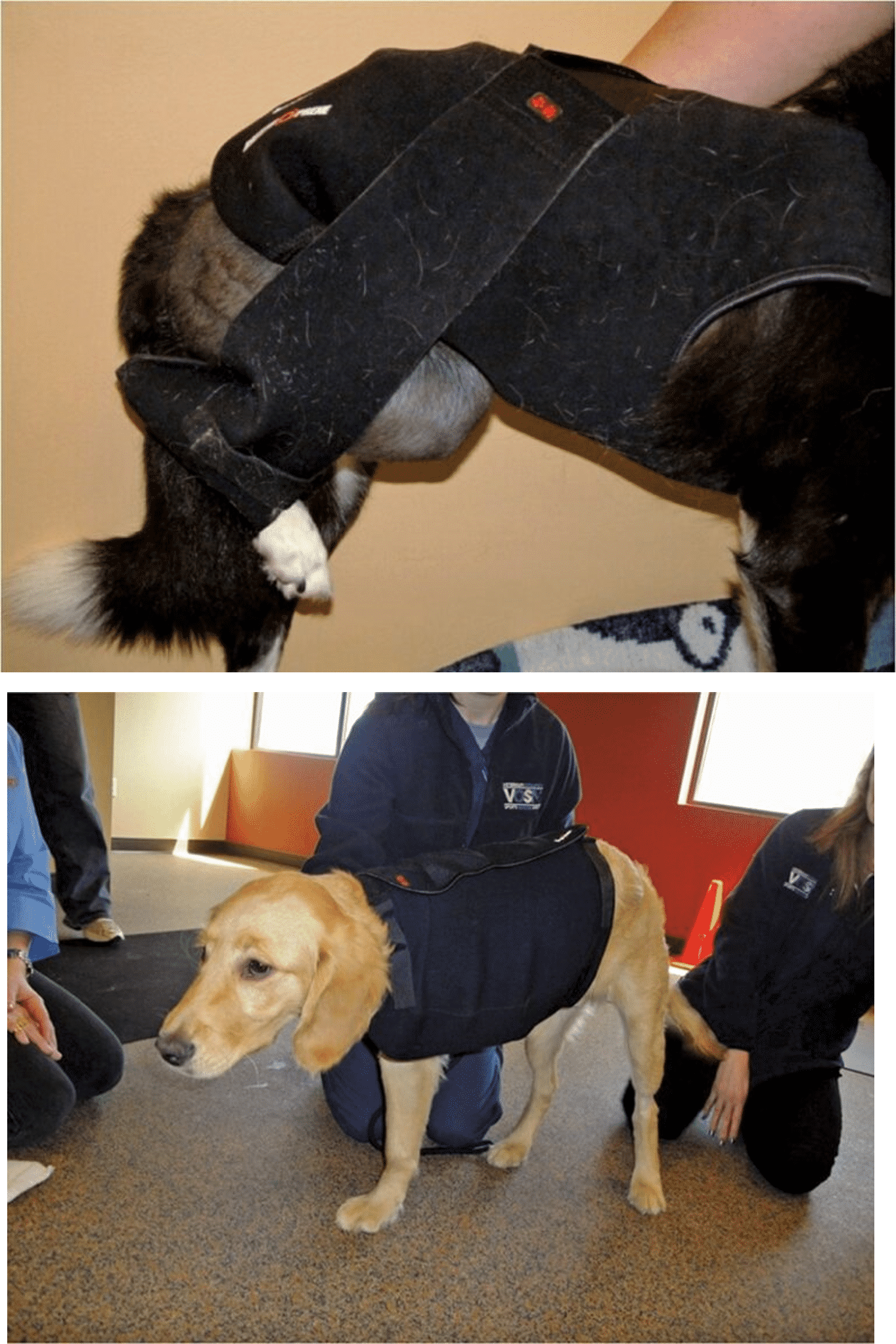 <p>Manipulation of joint, maintaining structural integrity of skin, thereby reducing infection risk</p><p>Technique can be used for full/partial luxations</p><ul><li><p>Bones either side of dislocation manipulated into position while under anaesthetic</p></li><li><p>Strict rest, evaluated frequently to check joint in correct position</p></li><li><p>Specialised flexion bandaging technique sometimes used to help keep joint in place: Ehmer sling (image) for hind limb, Velpeau sling forelimb </p></li></ul><p></p>