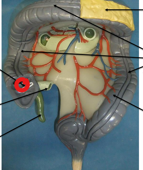 <p>Muscle</p>