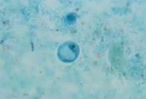 <p><span style="background-color: rgba(0, 0, 0, 0); line-height: 19.7625px;">What is the species in this photo and WHY?</span></p>