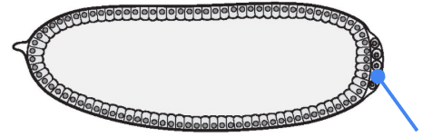 <p>What part is shown in the figure?</p>