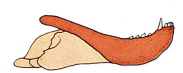 <p>NODE</p><p>Enlarged temporal opening faces dorsally</p><p>Incised angular bone</p><p>Initial changes toward upright posture</p>