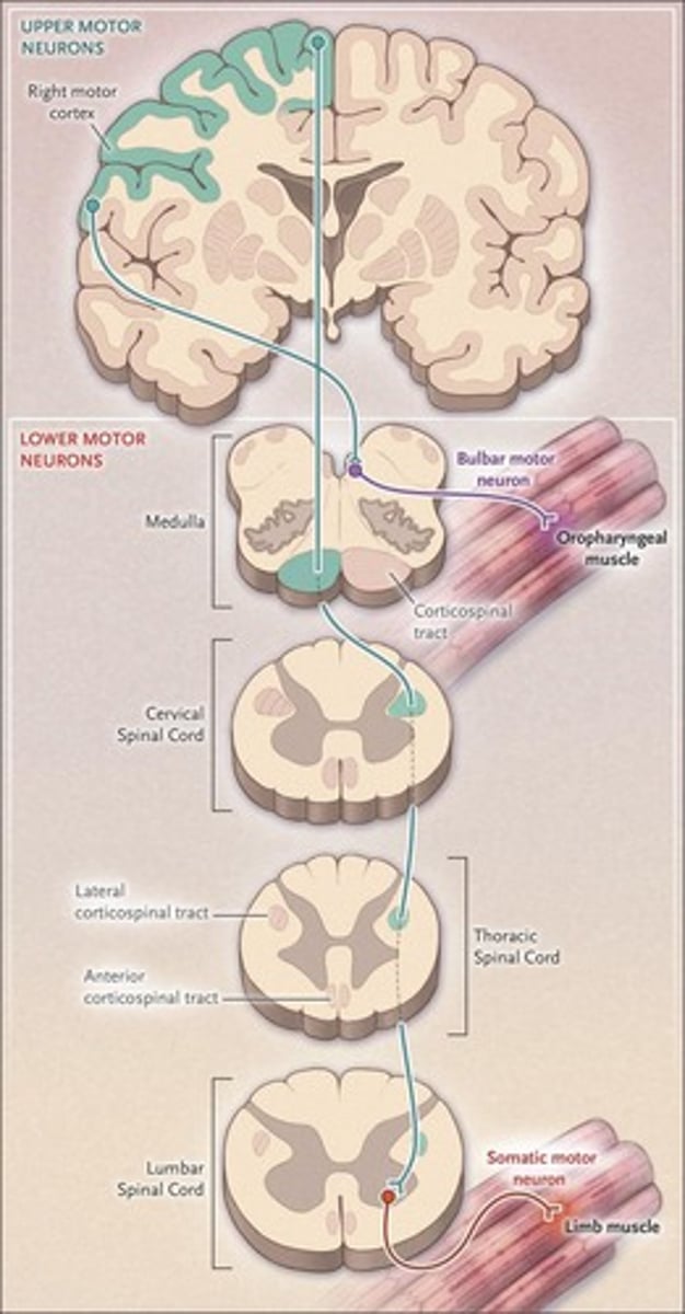 <p>The 'Final Common Pathway' refers to alpha motor neurons, which are essential for muscle contraction and controlled by upper motor neurons and sensory afferents.</p>
