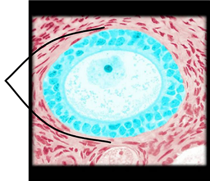 <p>what structure is highlighted?</p>