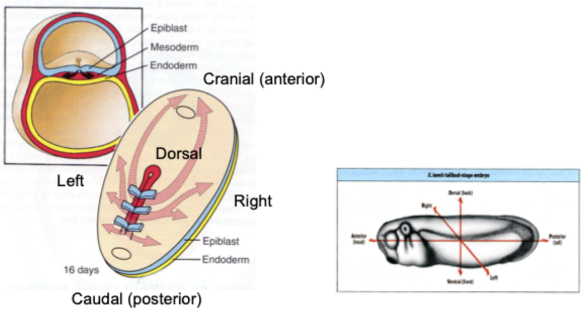 <p>*The node establishes left-right asymmetry, through:</p><ul><li><p>Mechano-sensor. </p></li><li><p>Cilia on left bend due to fluid moving towards them. </p></li><li><p>Increased Ca2+ = signal in the cell. </p></li></ul><p></p>