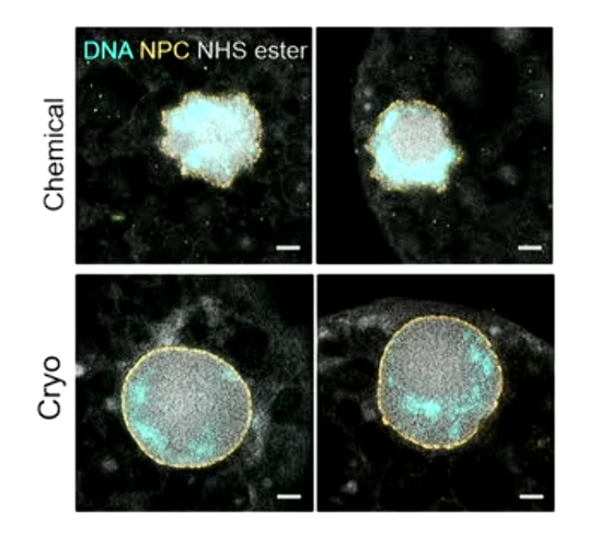 <ul><li><p>chimique: Large sample volume,  No additional equipment/gases, On site field experiments, Minimum post processing, Scalable to large sample number</p></li><li><p>crypo: Better preservation of structures, Essential to permeabilise certain cell wall. grosses machines.</p></li></ul><p></p>