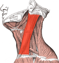<p>flexes neck; rotates head</p>