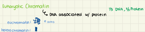 <p>DNA associated with protein (1/3 DNA, 2/3 protein)</p><p></p><p><u>Heterochromatin:</u></p><ul><li><p>densely packed</p></li><li><p>Transcriptionally silent</p></li><li><p>Often repetitive</p></li><li><p>@ telomeres and centromeres</p></li></ul><p>(% varies among cells, increases as cells become more differentiated) </p><p>Euchromatin:</p><ul><li><p>Loosely packed</p></li><li><p>Transcriptionally active</p></li><li><p>Genes expressed</p></li></ul><p></p>