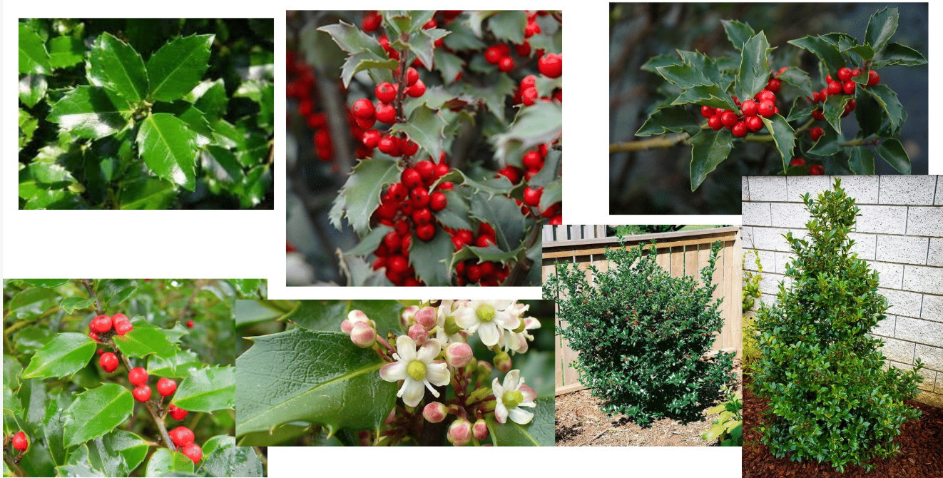 term image
