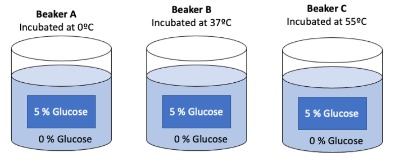 <p>Suppose you create 3 semipermeable bags and fill them each with a 5% glucose solution. The material the bags are made out of allow the movement of water, but are not permeable to glucose. After filling all the bags, you weigh them and find them all to weigh 5 grams. You then submerge each of the glucose bags in the same volume of water, but the water temperature varies (see diagram below). </p><p><br>All bags were allowed to sit in their respective beakers for 10 minutes, and were then removed to be reweighed. After the 10 minute period, which bag should weigh the <span><strong><u>least </u></strong></span>(i.e. it has the least amount of liquid in it)? </p>