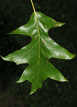 <p>Fagaceae</p>