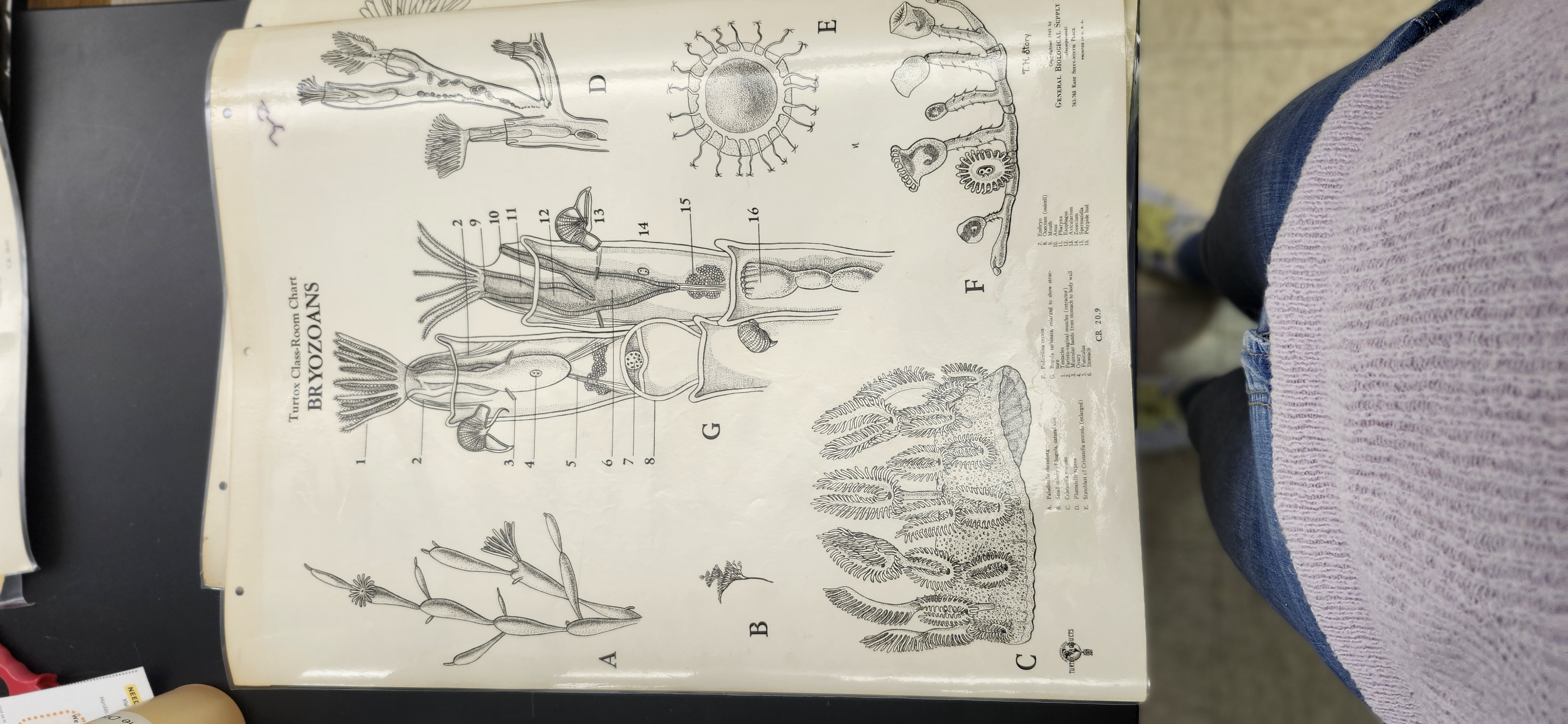 <p>What is the phylum and genus of the organism?</p>