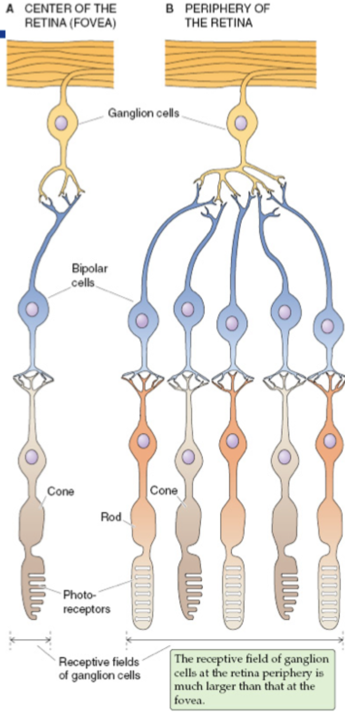 <p>Fordi der er <strong>lille konvergens</strong> mellem fotoreceptorer og de efterfølgende neuroner</p>