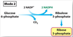 <p>equal need for _________________ and _____________</p><p>glucose 6-phosphate is taken from glycolysis and moved to the PPP</p>
