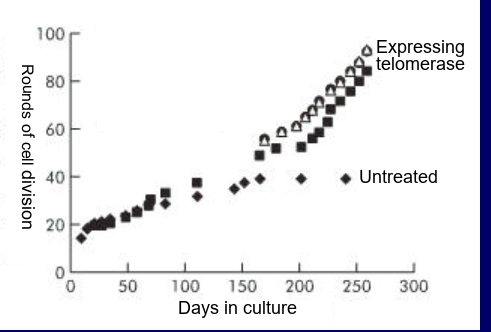 <p>telomerase expression makes cells immortal (keep undergoing division) (introduce TERT gene into human oesophagus cells made them immortal)</p><p>aging is correlated with shortening of telomeres</p>