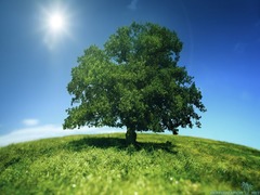 <p>An organism that makes its own food</p>