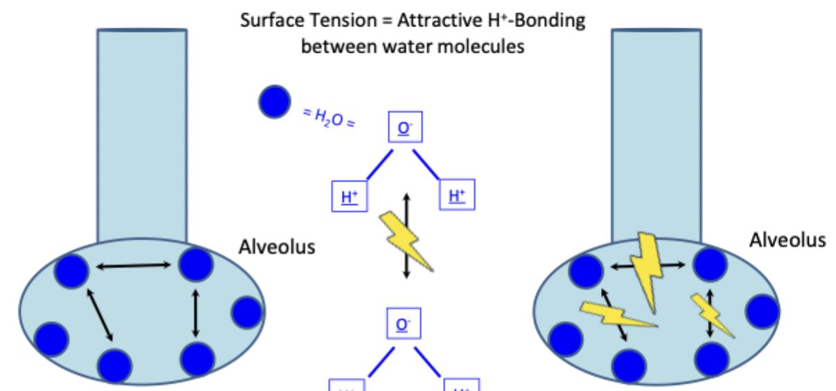<p>Increases lung compliance by decreasing hydrogen bonding between water molecules and decreases surface tension → easier for lungs to expand</p><ul><li><p>Prevents collapse of alveoli by releasing more surfactant in smaller alveoli to decrease its P that will make it collapse</p></li><li><p>Released by <strong>type II alveolar cells</strong>, increased by deep breaths</p></li></ul><p></p>