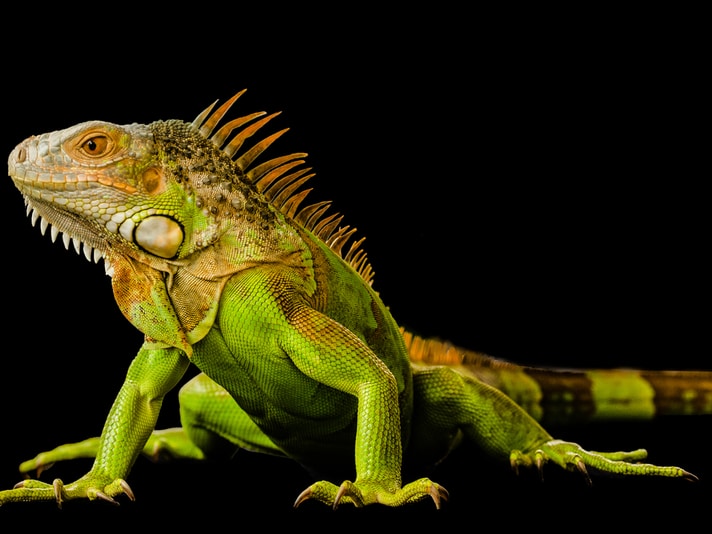 <p>Iguana iguana</p><ul><li><p>Family Iguanidae</p></li><li><p>Suborder Lacertilia (Sauria)</p></li><li><p>Order Squamata</p></li><li><p>Subclass Lepidosauria</p></li></ul><p></p>