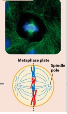 <p>Metaphase of mitosis</p>